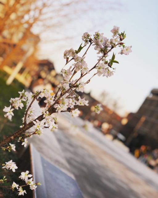 3月27日(火）  今日のメニューは？