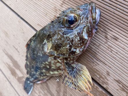 斉藤リョーツのいただき！ぎょぎょ！