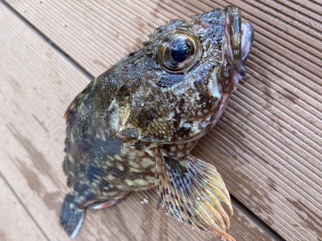 斉藤リョーツのいただき！ぎょぎょ！