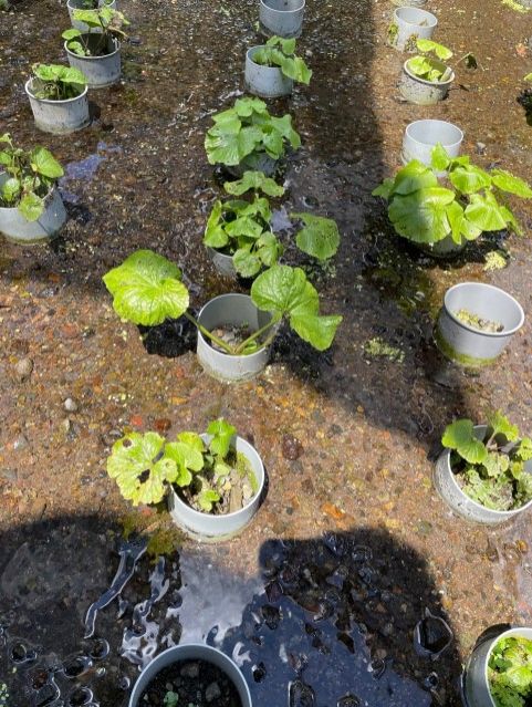 【Dear Japan～都留・わさびと湧き水～第2話】