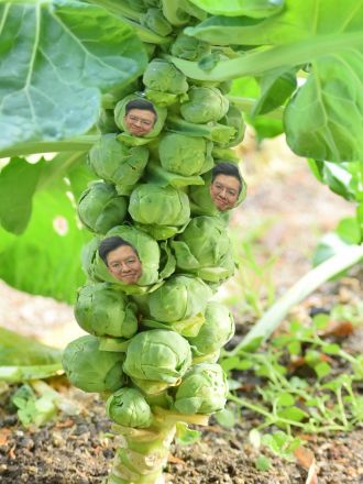 芽を食べる