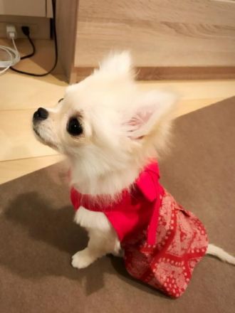 『とーさん “ぽむ” じゃけど？』