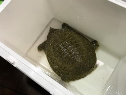 仕入れてきました。