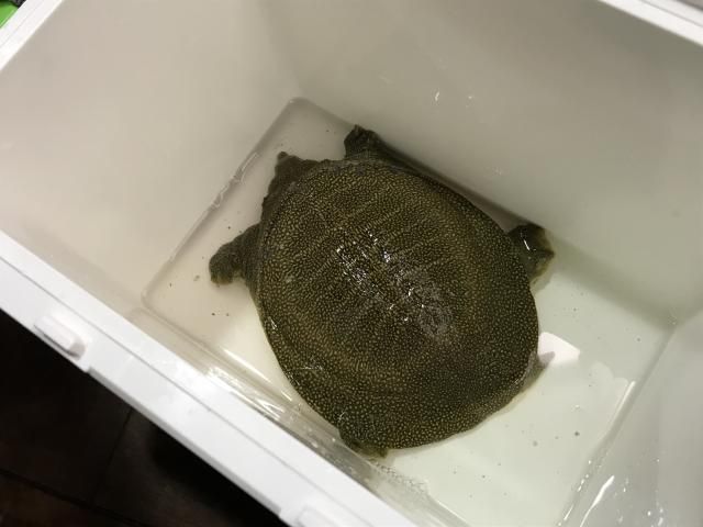 仕入れてきました。