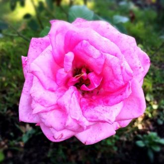 9月19日（火） 今日のメニューは？