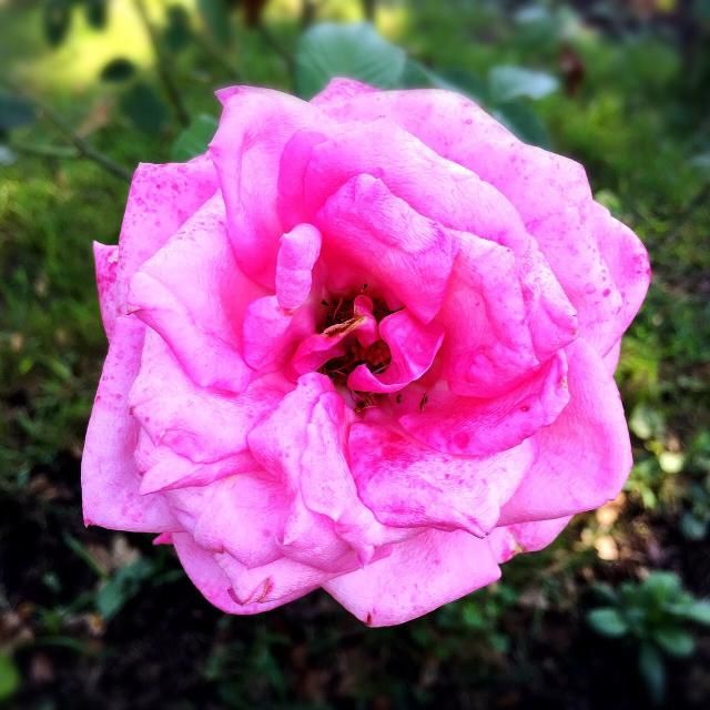 9月19日（火） 今日のメニューは？