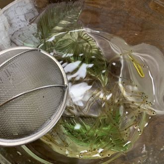 第９１回：北松浦郡佐々町「シロウオ漁体験」