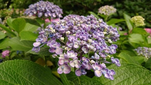 紫陽花の季節に訪れたい！古都・鎌倉ぶらり旅！