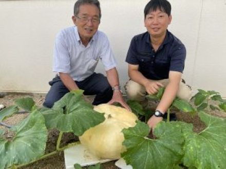 Vol.126 小豆島土庄町 夢と愛が詰まった「日本一どでカボチャ大会」