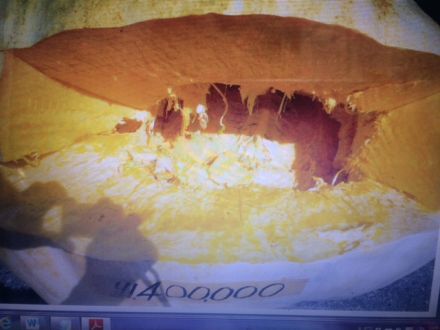 「第３１回　日本一どでカボチャ大会」優勝のカボチャ♪