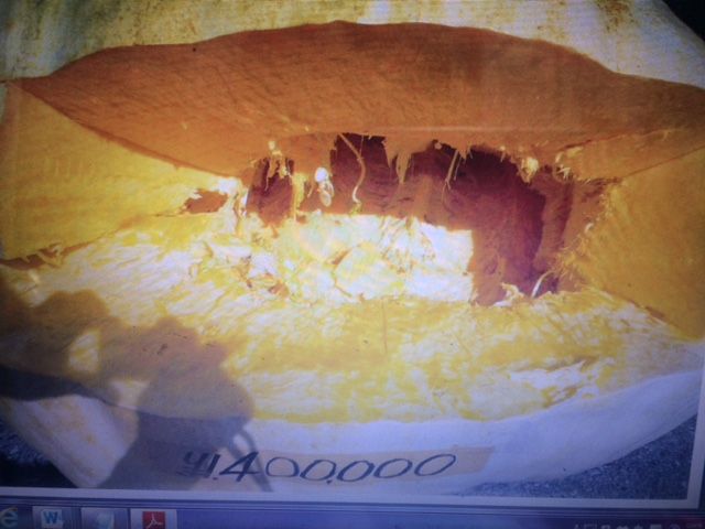 「第３１回　日本一どでカボチャ大会」優勝のカボチャ♪