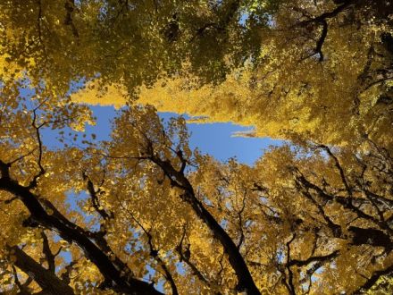 藤井悠のいただき！銀杏！