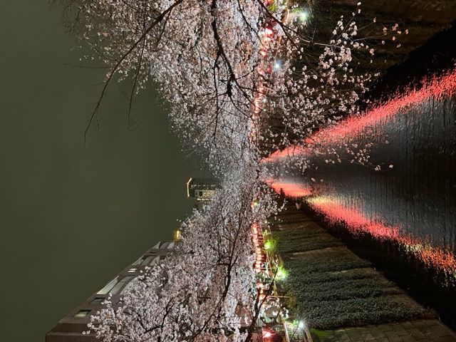 藤井悠のいただき！桜！