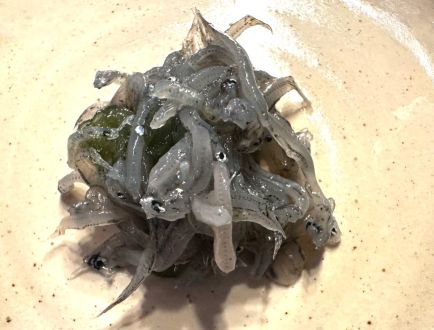 「春を告げるご当地食材」特集！ 今週は静岡・駿河湾の「しらす塩辛」