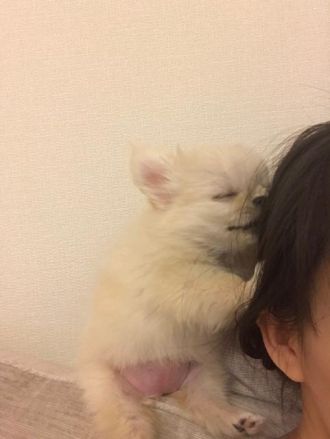 『とーさん “ぽむ” じゃけど？』