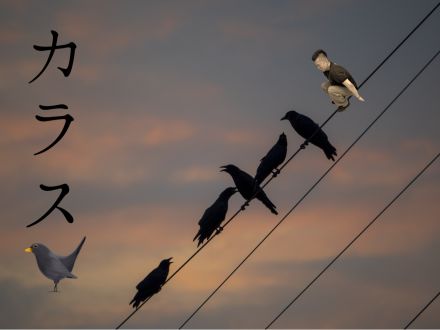 カラス