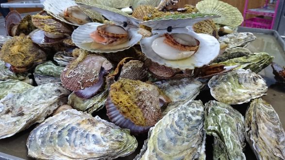 東北復興シリーズ～明日へ歩む人たち「気仙沼編」