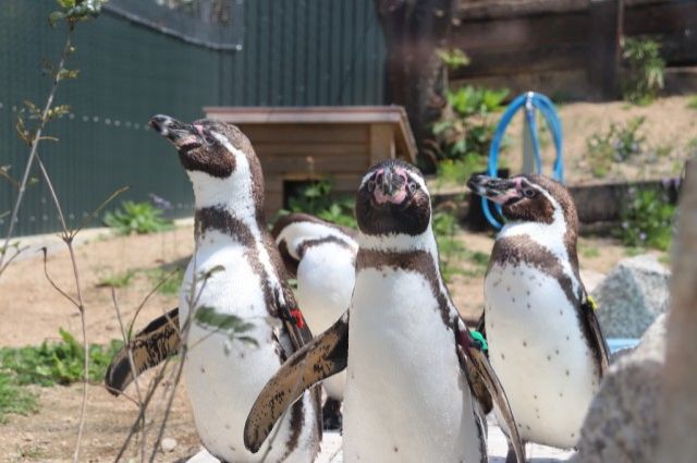 Vol.6　東かがわ市から「自由すぎる動物園」ことしろとり動物園の新しい仲間をご紹介！