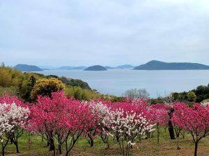 Vol.2 丸亀市小手島「源平桃」岡田薫夫さん、安井敏孝さん