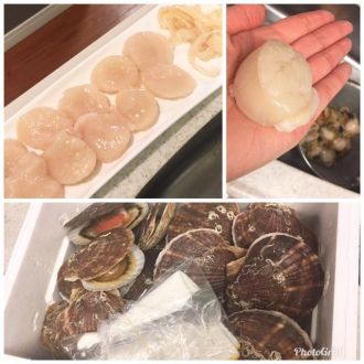 今日の1コマは「ホタテ」