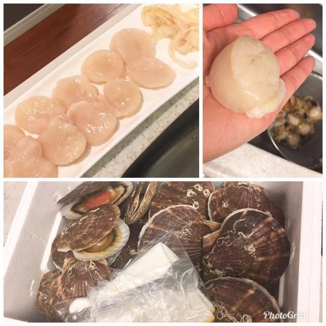 今日の1コマは「ホタテ」