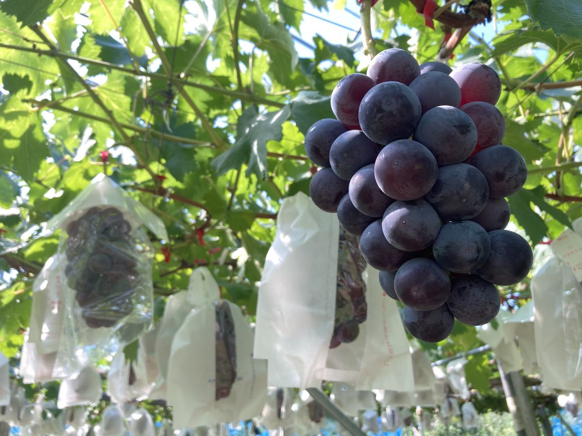 #25 農業とスポーツの関係