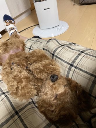 新コーナー・みてみて！うちの子コレクション！！