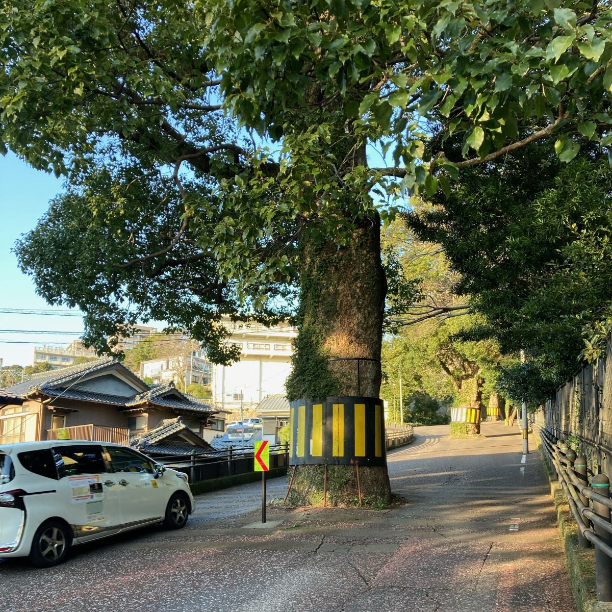 第３８回：六角道のご神木