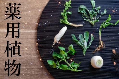 薬用植物