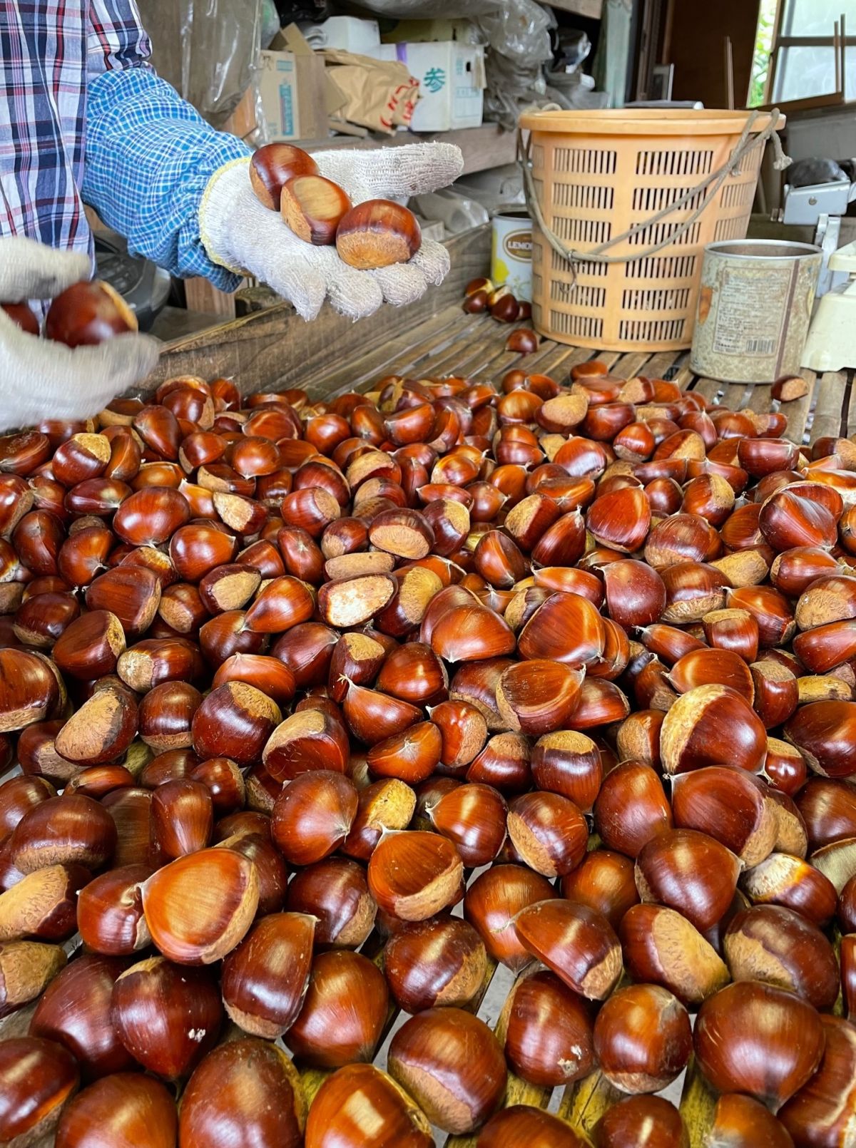 ラジオドラマ【Dear Japan～茨城県・笠間の栗～第3話】