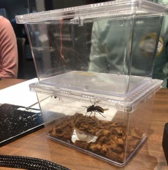 スズメバチに詳しすぎる？！スズメバチ芸人！かにゃ！