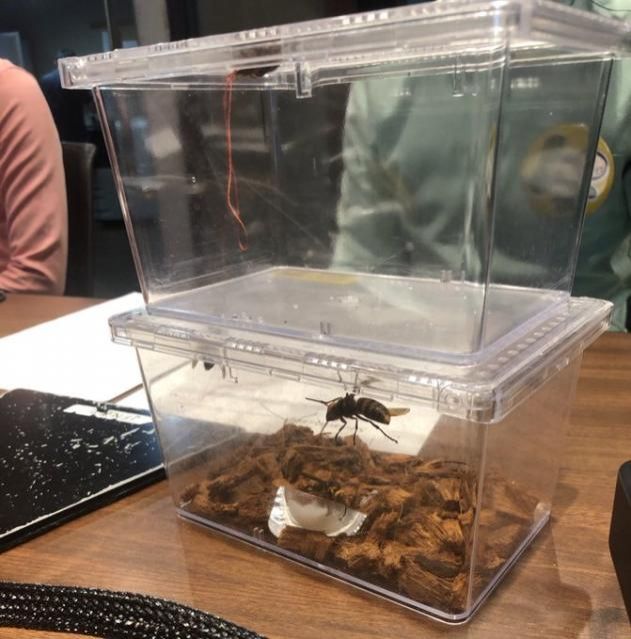 スズメバチに詳しすぎる？！スズメバチ芸人！かにゃ！