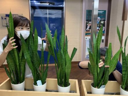 6月4日（木）のメッセージテーマは「あつまれ　むしの森」