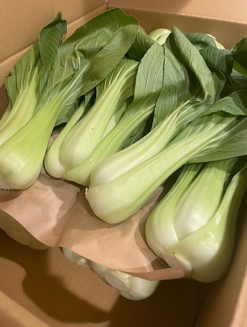 みんなのプロレスニュース！前哨戦編！