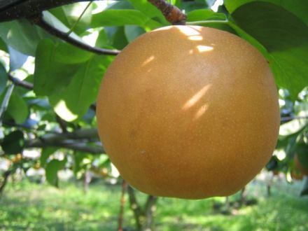 栃木県オリジナルの梨「にっこり」