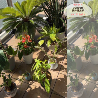 7ORDER vol.2　安井謙太郎さんのプレシャスファミリー　／　始まりは、ちいさな「ガジュ」