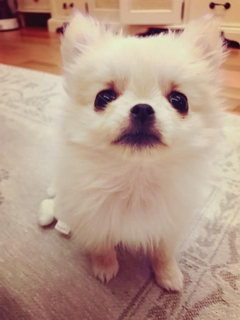 『とーさん “ぽむ” じゃけど？』