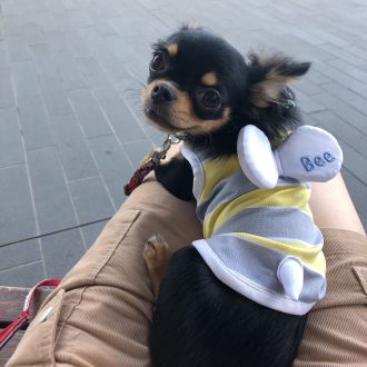 「中国語番組」ペットを飼うと幸せになる？你是否想拥有一只可爱的宠物陪伴你在海外的生活「日本一年级」第十一话