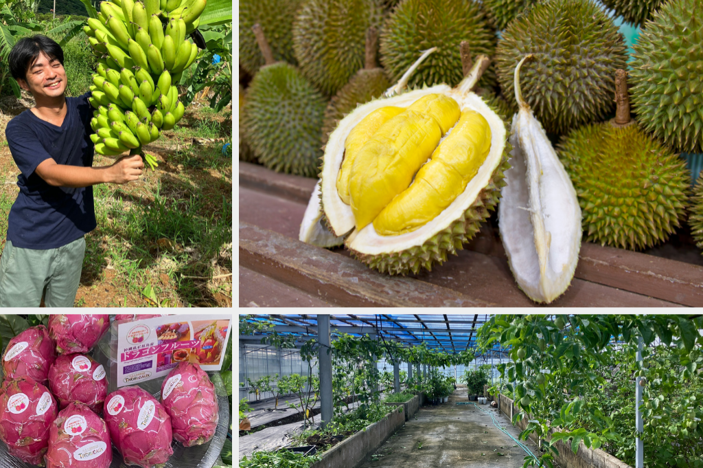 国産ドリアンにも挑戦！トロピカルフルーツで農業発展～合同会社かをり果樹園石垣（沖縄）