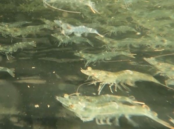 「どこでも誰でも水産養殖ができる仕組み」を提供／株式会社ARK・ 栗原洋介さん