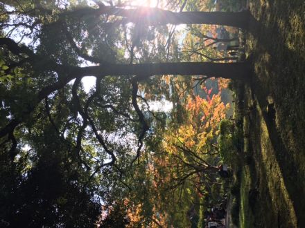 藤井悠のいただき！ウオーキング！