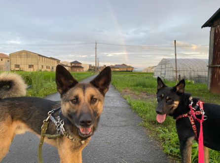 保護犬はるとふくのママとまっぴー、そしてJunxix！？