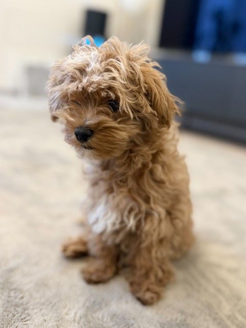 藤井悠のいただき！むー！