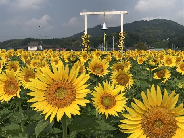 お宝ファイルNO.120　黄色い魔法のかかる町まんのう町　ひまわり畑の歴史