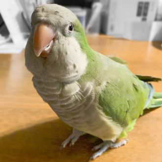 ミヤジマンの愛しのペット☆「江戸川権八総司令」