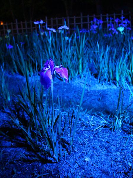 Vol.11 さぬき市のお花情報！