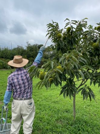 【Dear Japan～茨城県・笠間の栗～第3話】