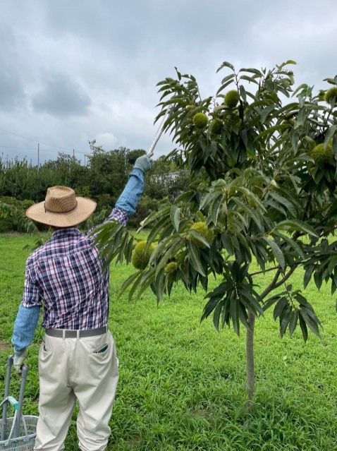 【Dear Japan～茨城県・笠間の栗～第3話】