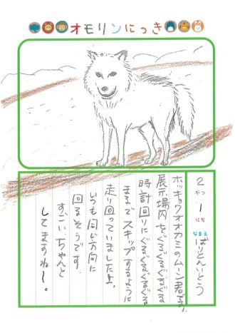 2026年2月1日「ホッキョクオオカミさんをみできましたよ」