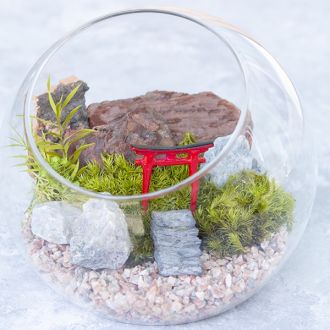 #46 大人も自由研究してみよう！『苔プリ』